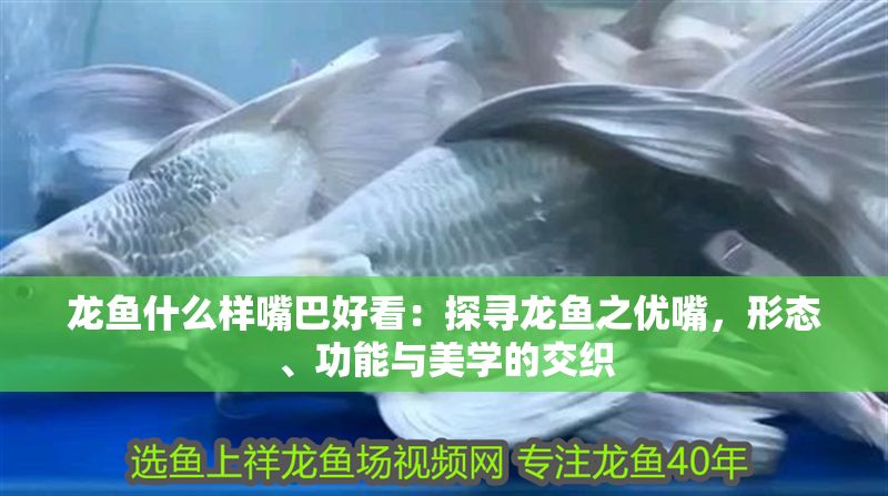 龍魚什么樣嘴巴好看：探尋龍魚之優嘴，形態、功能與美學的交織