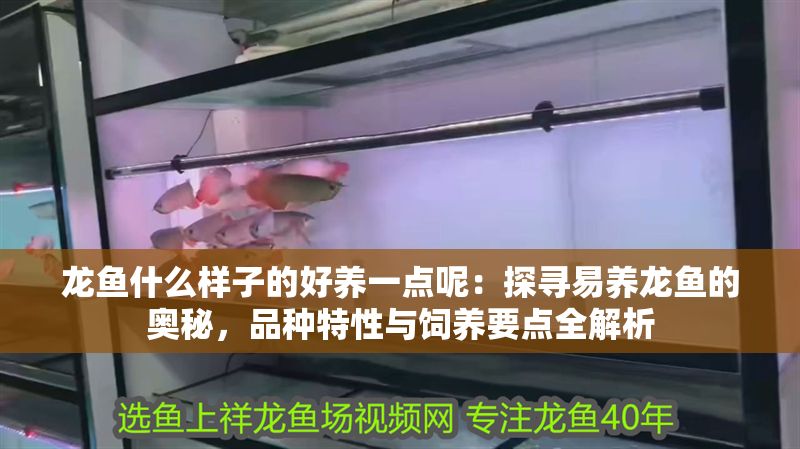 龍魚什么樣子的好養(yǎng)一點呢：探尋易養(yǎng)龍魚的奧秘，品種特性與飼養(yǎng)要點全解析