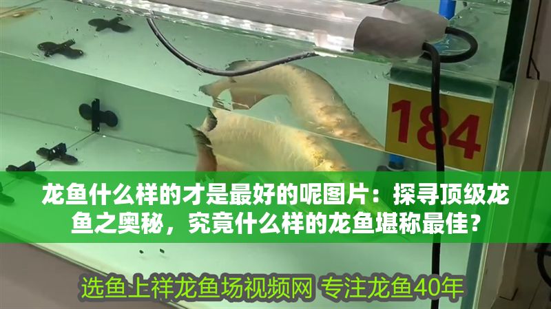 龍魚什么樣的才是最好的呢圖片：探尋頂級龍魚之奧秘，究竟什么樣的龍魚堪稱最佳？