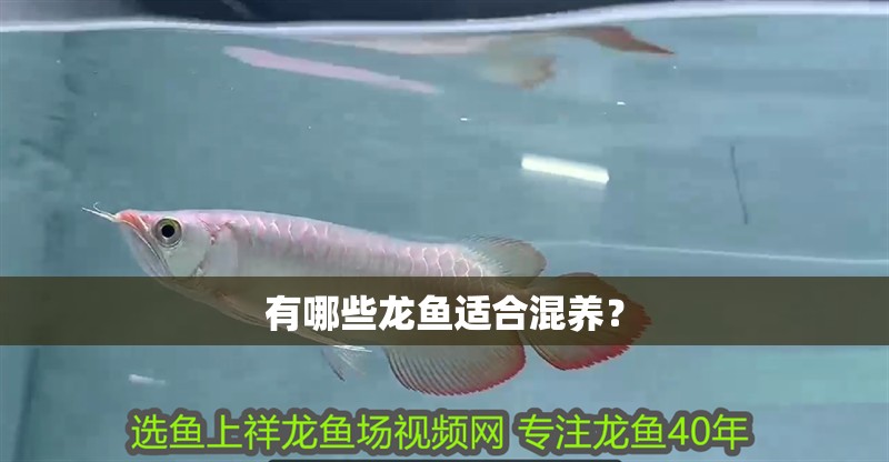 有哪些龍魚適合混養？ 有哪些龍魚適合混養？ 龍魚百科