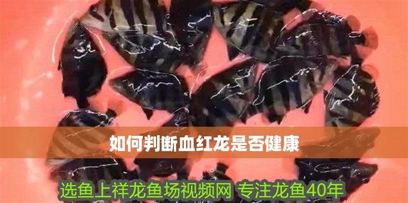 如何判斷血紅龍是否健康