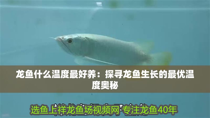 龍魚什么溫度最好養(yǎng)：探尋龍魚生長的最優(yōu)溫度奧秘