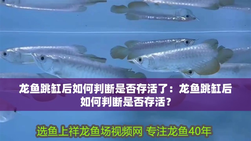 龍魚跳缸后如何判斷是否存活了：龍魚跳缸后如何判斷是否存活？