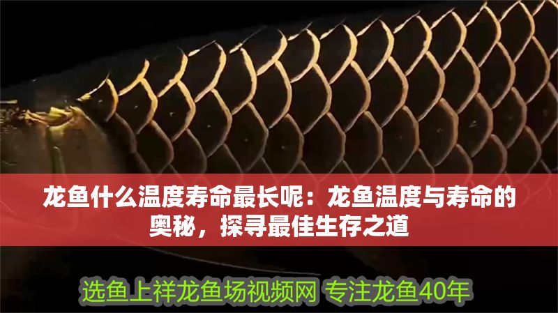 龍魚什么溫度壽命最長呢：龍魚溫度與壽命的奧秘，探尋最佳生存之道