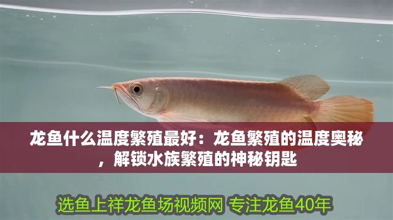 龍魚什么溫度繁殖最好：龍魚繁殖的溫度奧秘，解鎖水族繁殖的神秘鑰匙