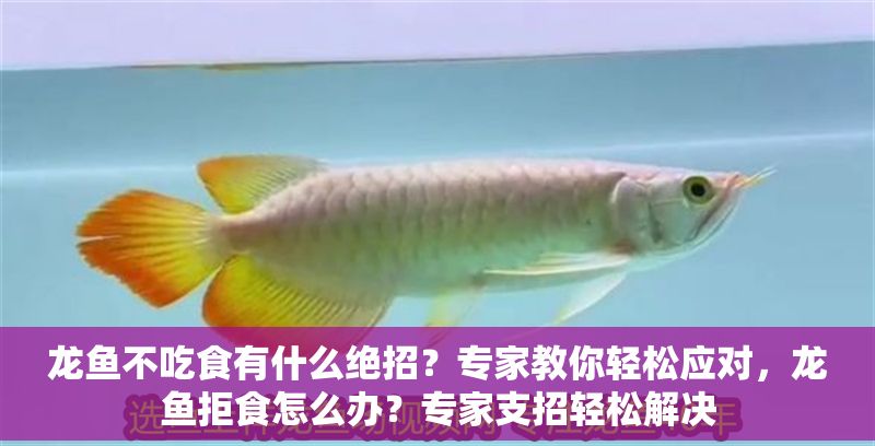 龍魚不吃食有什么絕招？專家教你輕松應(yīng)對，龍魚拒食怎么辦？專家支招輕松解決