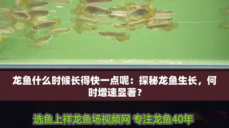 龍魚什么時候長得快一點呢：探秘龍魚生長，何時增速顯著？