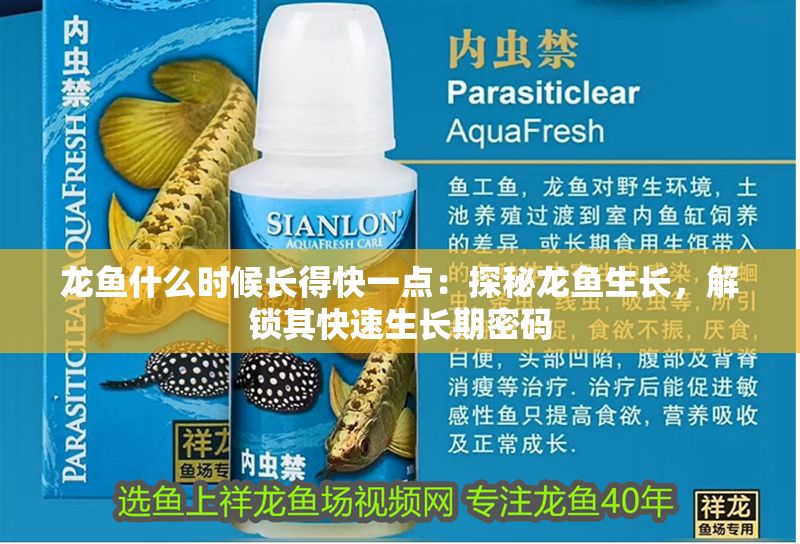 龍魚什么時候長得快一點：探秘龍魚生長，解鎖其快速生長期密碼