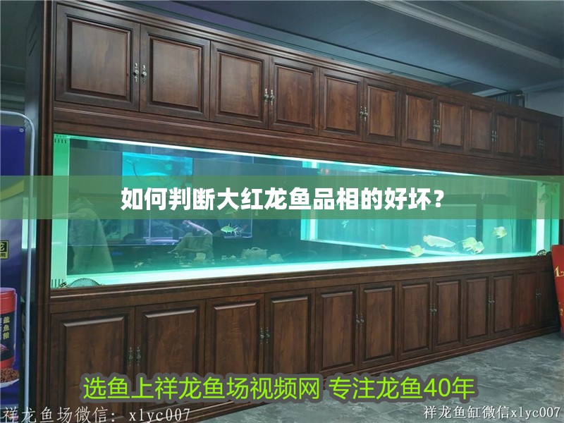 如何判斷大紅龍魚品相的好壞？