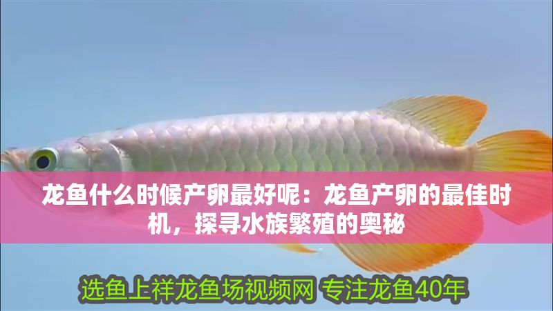 龍魚什么時(shí)候產(chǎn)卵最好呢：龍魚產(chǎn)卵的最佳時(shí)機(jī)，探尋水族繁殖的奧秘