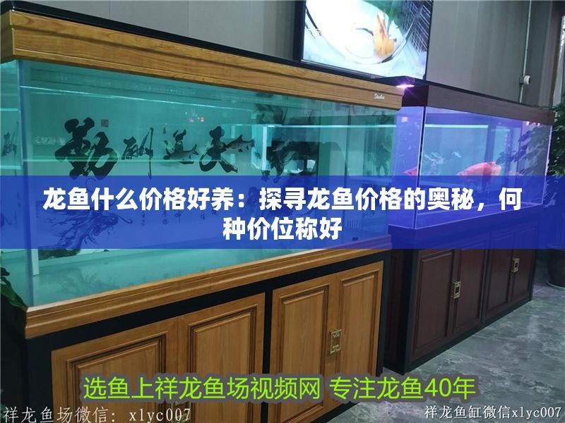 龍魚什么價格好養(yǎng)：探尋龍魚價格的奧秘，何種價位稱好