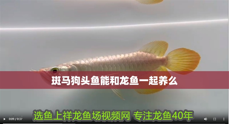 龍魚干蝦有營養嗎 斑馬狗頭魚能和龍魚一起養么 龍魚百科 斑馬狗頭魚能和龍魚一起養么 斑馬狗頭魚能和龍魚一起養么 龍魚百科