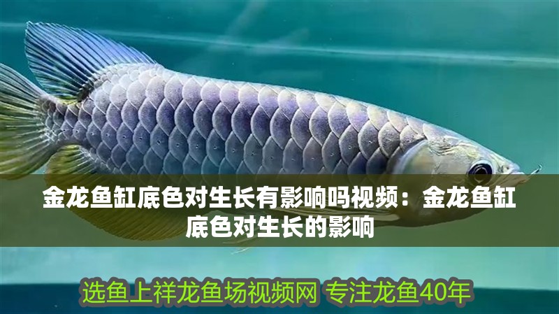 金龍魚缸底色對生長有影響嗎視頻：金龍魚缸底色對生長的影響