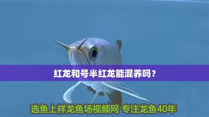 紅龍和號(hào)半紅龍能混養(yǎng)嗎？ 紅龍和號(hào)半紅龍能混養(yǎng)嗎？ 龍魚百科