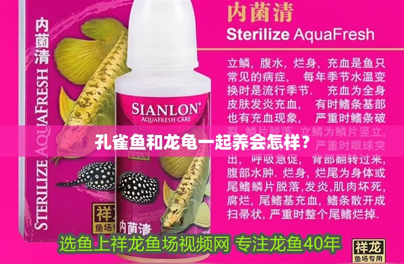 孔雀魚和龍龜一起養會怎樣？