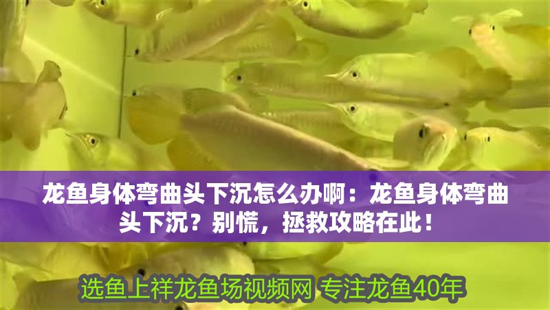 龍魚身體彎曲頭下沉怎么辦啊：龍魚身體彎曲頭下沉？別慌，拯救攻略在此！