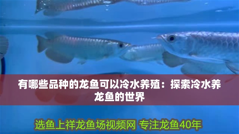 有哪些品種的龍魚(yú)可以冷水養(yǎng)殖：探索冷水養(yǎng)龍魚(yú)的世界
