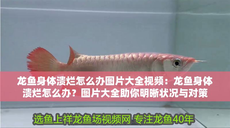 龍魚身體潰爛怎么辦圖片大全視頻：龍魚身體潰爛怎么辦？圖片大全助你明晰狀況與對策