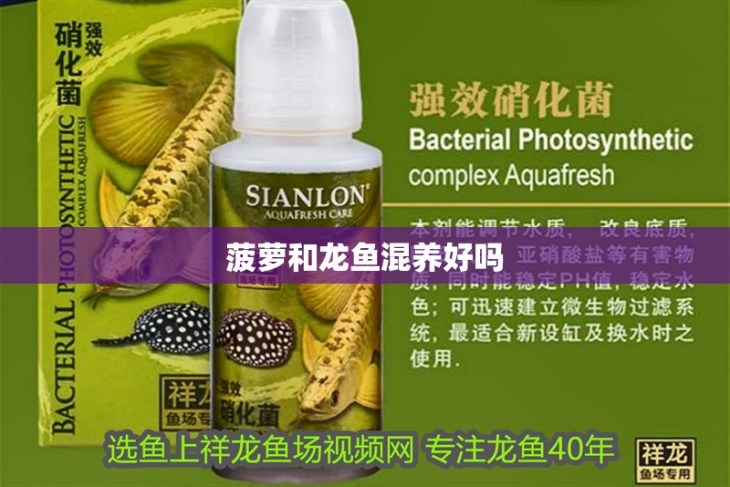 菠蘿和龍魚混養好嗎 菠蘿和龍魚混養好嗎 龍魚百科