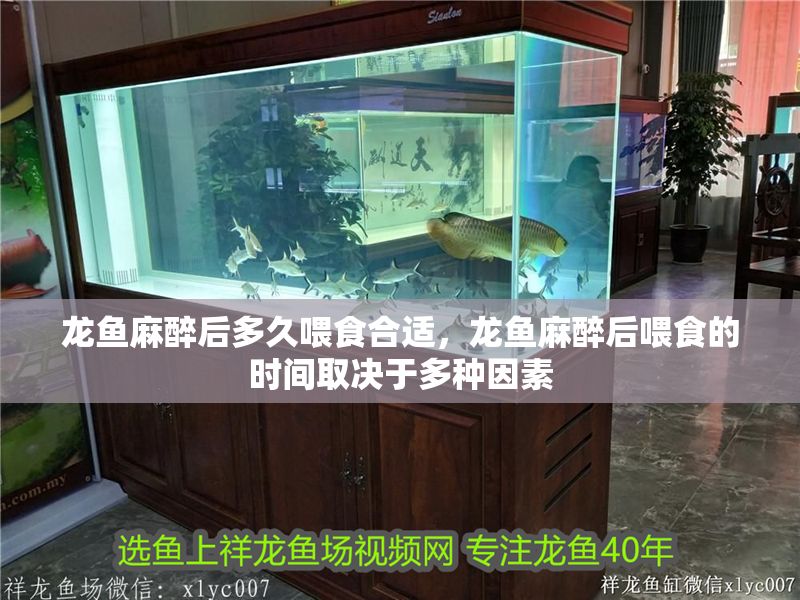 龍魚麻醉后多久喂食合適，龍魚麻醉后喂食的時間取決于多種因素