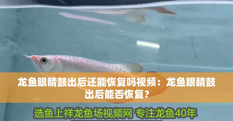 龍魚眼睛鼓出后還能恢復嗎視頻：龍魚眼睛鼓出后能否恢復？