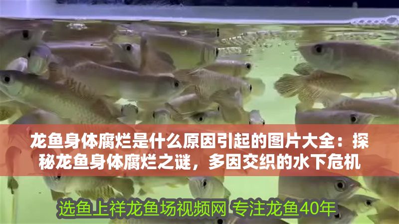 龍魚身體腐爛是什么原因引起的圖片大全：探秘龍魚身體腐爛之謎，多因交織的水下危機(jī)