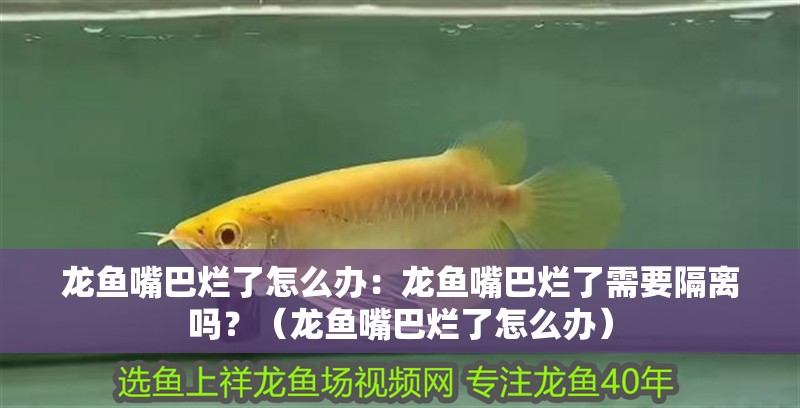 龍魚嘴巴爛了怎么辦：龍魚嘴巴爛了需要隔離嗎？（龍魚嘴巴爛了怎么辦）