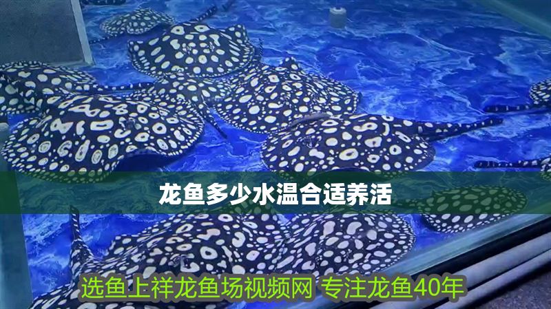 龍魚多少水溫合適養活 龍魚百科 第2張 龍魚多少水溫合適養活 龍魚多少水溫合適養活 龍魚百科 第2張