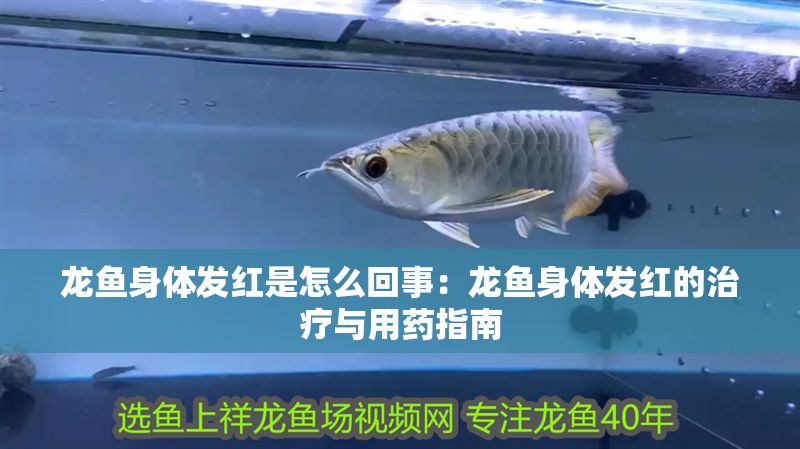 龍魚身體發紅是怎么回事：龍魚身體發紅的治療與用藥指南