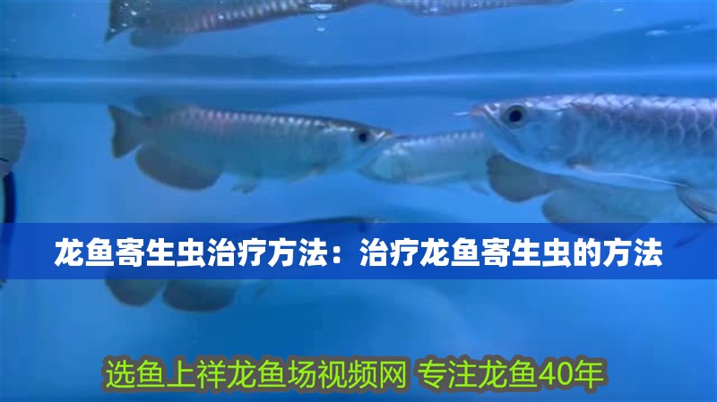 龍魚寄生蟲治療方法：治療龍魚寄生蟲的方法 龍魚寄生蟲治療方法：治療龍魚寄生蟲的方法 龍魚百科