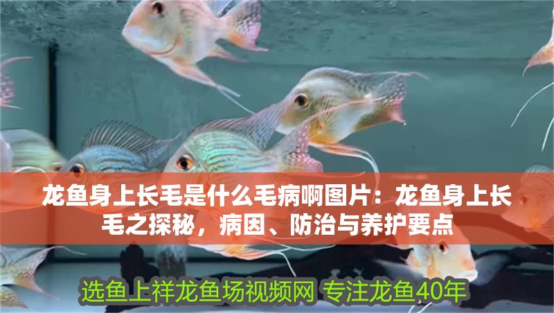 龍魚身上長毛是什么毛病啊圖片：龍魚身上長毛之探秘，病因、防治與養(yǎng)護要點