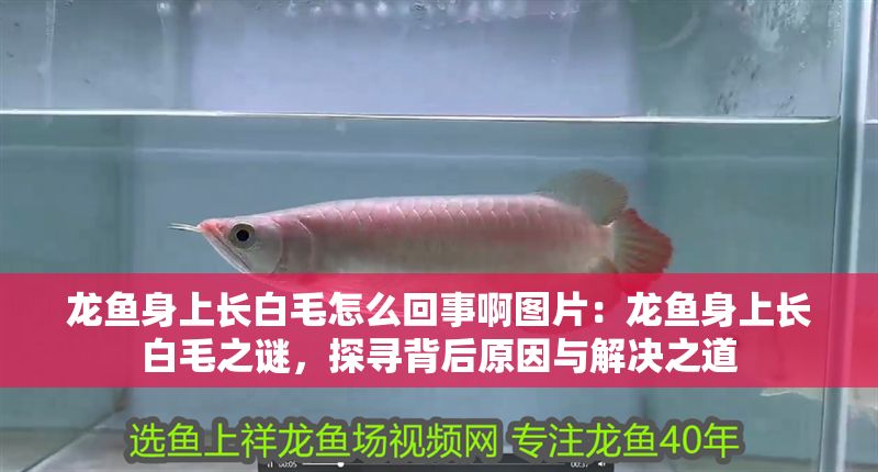 龍魚身上長白毛怎么回事啊圖片：龍魚身上長白毛之謎，探尋背后原因與解決之道