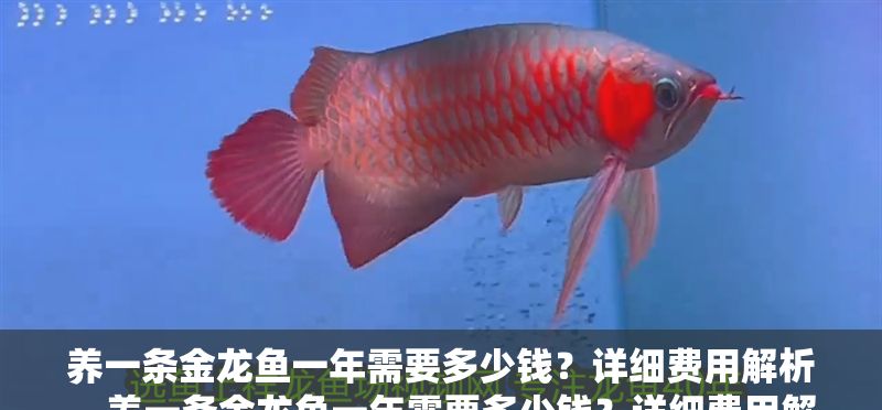 養一條金龍魚一年需要多少錢？詳細費用解析，養一條金龍魚一年需要多少錢？詳細費用解析 養一條金龍魚一年需要多少錢？詳細費用解析，養一條金龍魚一年需要多少錢？詳細費用解析 龍魚百科 第1張
