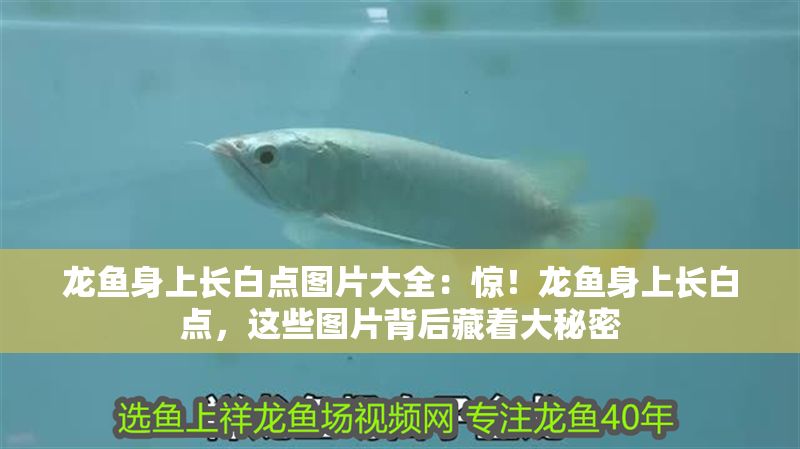龍魚身上長白點圖片大全：驚！龍魚身上長白點，這些圖片背后藏著大秘密