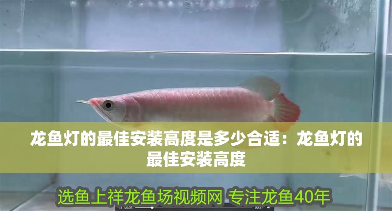 龍魚燈的最佳安裝高度是多少合適：龍魚燈的最佳安裝高度
