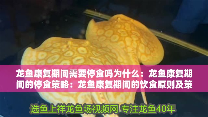 龍魚康復(fù)期間需要停食嗎為什么：龍魚康復(fù)期間的停食策略：龍魚康復(fù)期間的飲食原則及策略分析龍魚康復(fù)期間停食策略