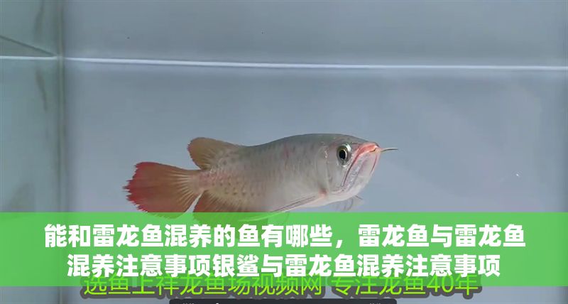 能和雷龍魚混養的魚有哪些，雷龍魚與雷龍魚混養注意事項銀鯊與雷龍魚混養注意事項