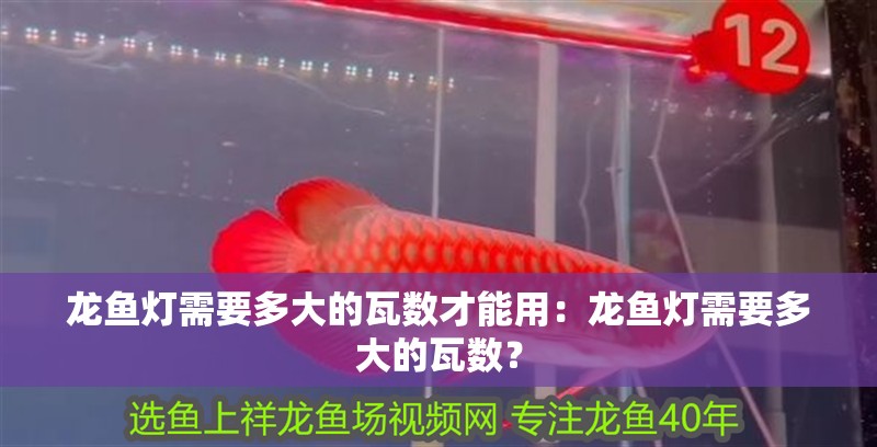 黃公龍魚圖片大全 黃公龍魚圖片大全 龍魚百科