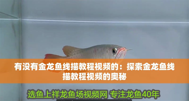 有沒有金龍魚線描教程視頻的：探索金龍魚線描教程視頻的奧秘