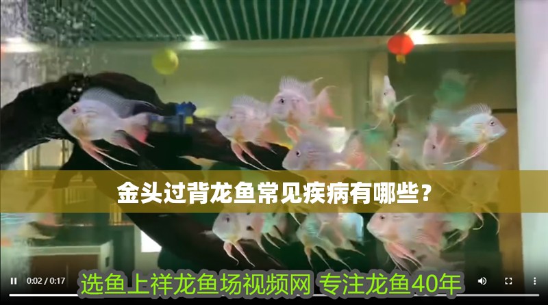 金頭過背龍魚常見疾病有哪些？