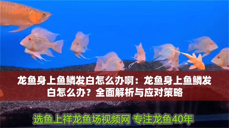 龍魚身上魚鱗發白怎么辦?。糊堲~身上魚鱗發白怎么辦？全面解析與應對策略 龍魚身上魚鱗發白怎么辦啊：龍魚身上魚鱗發白怎么辦？全面解析與應對策略 龍魚百科 第1張