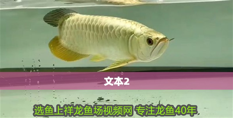 文本2