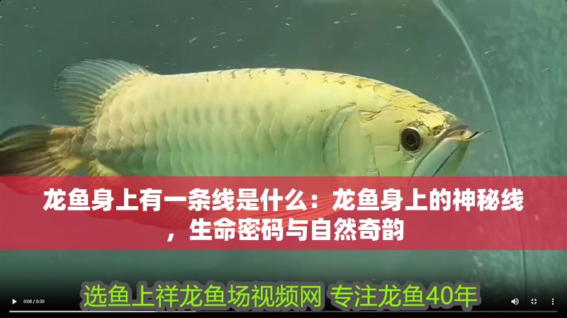龍魚身上有一條線是什么：龍魚身上的神秘線，生命密碼與自然奇韻 龍魚身上有一條線是什么：龍魚身上的神秘線，生命密碼與自然奇韻 龍魚百科 第1張
