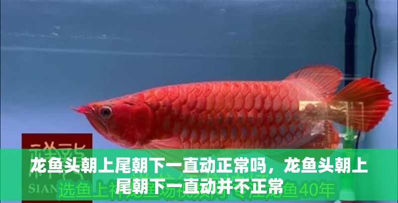 龍魚頭朝上尾朝下一直動正常嗎，龍魚頭朝上尾朝下一直動并不正常