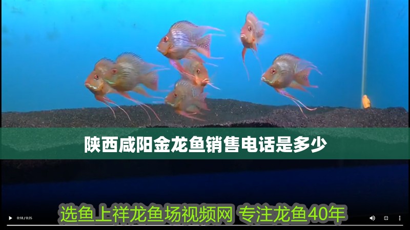 陜西咸陽金龍魚銷售電話是多少