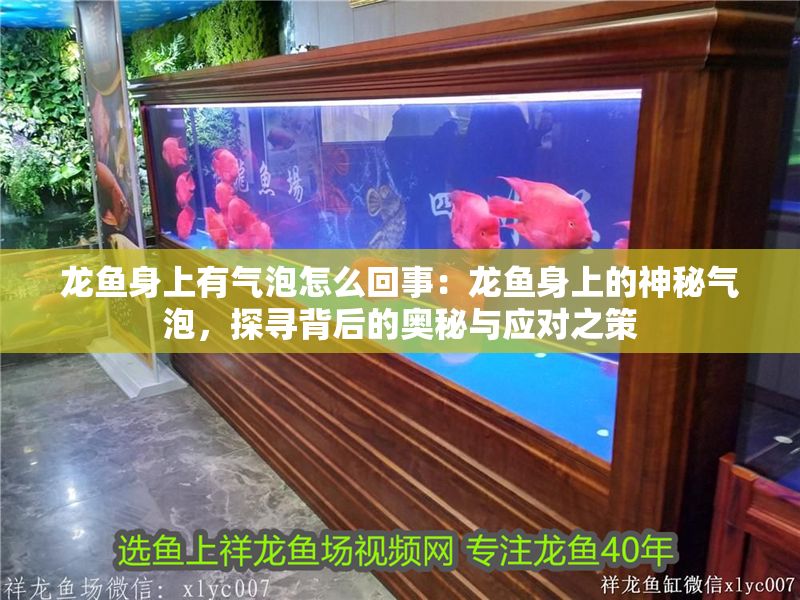 龍魚身上有氣泡怎么回事：龍魚身上的神秘氣泡，探尋背后的奧秘與應對之策