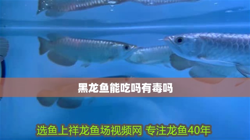 黑龍魚能吃嗎有毒嗎