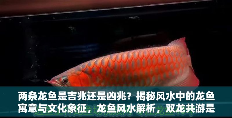 兩條龍魚是吉兆還是兇兆？揭秘風水中的龍魚寓意與文化象征，龍魚風水解析，雙龍共游是吉兆還是兇兆？