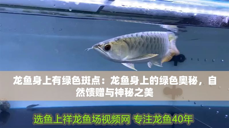 龍魚身上有綠色斑點：龍魚身上的綠色奧秘，自然饋贈與神秘之美