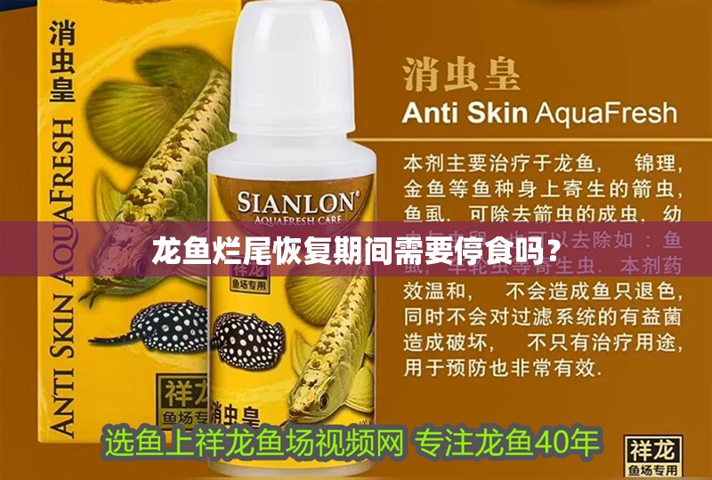 龍魚爛尾恢復期間需要停食嗎？ 龍魚爛尾恢復期間需要停食嗎？ 龍魚百科